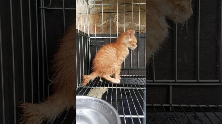 درمان اسهال شدید بچه گربه